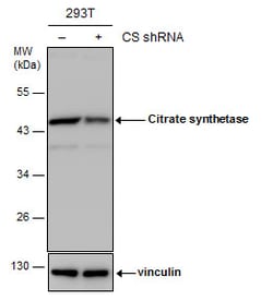 Invitrogen Citrate Synthase Monoclonal Antibody (GT1761) 100 &mu;L; Unconjugated:Antibodies,