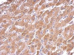 Invitrogen Citrate Synthase Monoclonal Antibody (GT2061) 100 &mu;L; Unconjugated:Antibodies,