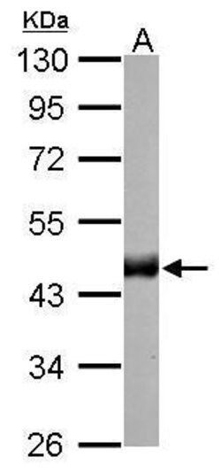 Invitrogen Citrate Synthase Monoclonal Antibody (GT2061) 100 &mu;L; Unconjugated:Antibodies,