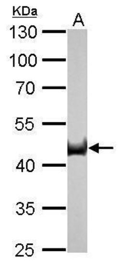Invitrogen Citrate Synthase Monoclonal Antibody (GT2061) 100 &mu;L; Unconjugated:Antibodies,