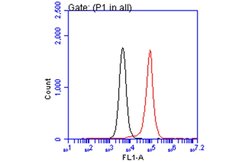 Invitrogen PEX19 Monoclonal Antibody (GT554) 100 &mu;L; Unconjugated:Antibodies,