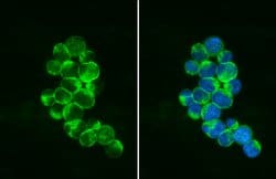 Invitrogen PEX19 Monoclonal Antibody (GT554) 100 &mu;L; Unconjugated:Antibodies,