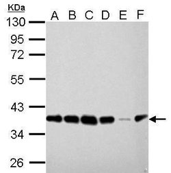 Invitrogen PEX19 Monoclonal Antibody (GT554) 100 &mu;L; Unconjugated:Antibodies,