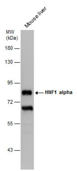 Invitrogen HNF1A Monoclonal Antibody (GT4110) 100 &mu;L; Unconjugated:Antibodies,