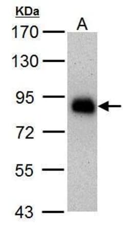 Invitrogen HNF1A Monoclonal Antibody (GT4110) 100 &mu;L; Unconjugated:Antibodies,