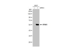 Invitrogen IP6K1 Monoclonal Antibody (GT10611) 100 &mu;L; Unconjugated:Antibodies,