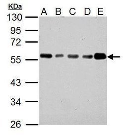 Invitrogen IP6K1 Monoclonal Antibody (GT10611) 100 &mu;L; Unconjugated:Antibodies,