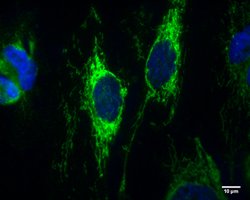 Invitrogen IDH2 Monoclonal Antibody (GT673) 100 &mu;L | Buy Online | Invitrogen&trade; | Fisher Scientific