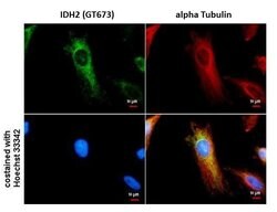 Invitrogen IDH2 Monoclonal Antibody (GT673) 100 &mu;L | Buy Online | Invitrogen&trade; | Fisher Scientific