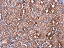 Invitrogen IDH2 Monoclonal Antibody (GT673) 100 &mu;L | Buy Online | Invitrogen&trade; | Fisher Scientific