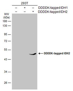 Invitrogen IDH2 Monoclonal Antibody (GT673) 100 &mu;L | Buy Online | Invitrogen&trade; | Fisher Scientific