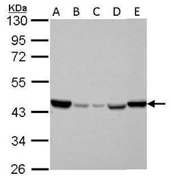 Invitrogen IDH2 Monoclonal Antibody (GT673) 100 &mu;L | Buy Online | Invitrogen&trade; | Fisher Scientific