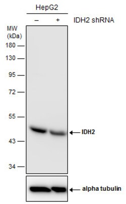 Invitrogen IDH2 Monoclonal Antibody (GT673) 100 &mu;L | Buy Online | Invitrogen&trade; | Fisher Scientific