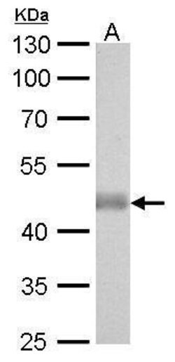 Invitrogen IDH2 Monoclonal Antibody (GT673) 100 &mu;L | Buy Online | Invitrogen&trade; | Fisher Scientific