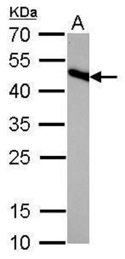 Invitrogen IDH2 Monoclonal Antibody (GT673) 100 &mu;L | Buy Online | Invitrogen&trade; | Fisher Scientific