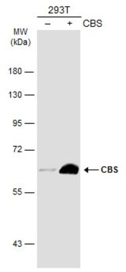 Invitrogen CBS Monoclonal Antibody (GT519) 100 &mu;L; Unconjugated:Antibodies,