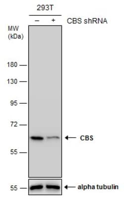 Invitrogen CBS Monoclonal Antibody (GT519) 100 &mu;L; Unconjugated:Antibodies,