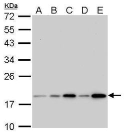 Invitrogen Cofilin Monoclonal Antibody (GT567) 100 &mu;L; Unconjugated:Antibodies,