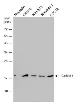 Invitrogen Cofilin Monoclonal Antibody (GT567) 100 &mu;L; Unconjugated:Antibodies,