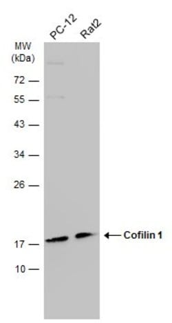 Invitrogen Cofilin Monoclonal Antibody (GT567) 100 &mu;L; Unconjugated:Antibodies,
