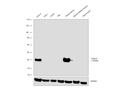 Invitrogen TAGLN Monoclonal Antibody (GT336) 100 &mu;L; Unconjugated:Antibodies,