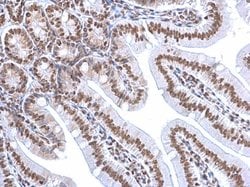 Invitrogen HMGB1 Monoclonal Antibody (GT348) 100 &mu;L; Unconjugated:Antibodies,