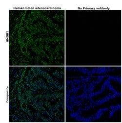 Invitrogen HMGB1 Monoclonal Antibody (GT348) 100 &mu;L; Unconjugated:Antibodies,