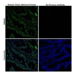 Invitrogen HMGB1 Monoclonal Antibody (GT348) 100 &mu;L; Unconjugated:Antibodies,