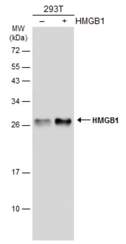 Invitrogen HMGB1 Monoclonal Antibody (GT348) 100 &mu;L; Unconjugated:Antibodies,
