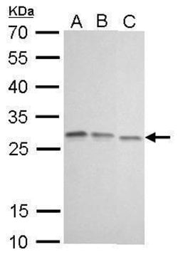 Invitrogen HMGB1 Monoclonal Antibody (GT348) 100 &mu;L; Unconjugated:Antibodies,