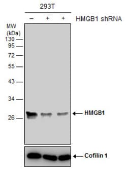 Invitrogen HMGB1 Monoclonal Antibody (GT348) 100 &mu;L; Unconjugated:Antibodies,