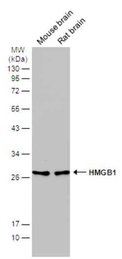 Invitrogen HMGB1 Monoclonal Antibody (GT348) 100 &mu;L; Unconjugated:Antibodies,