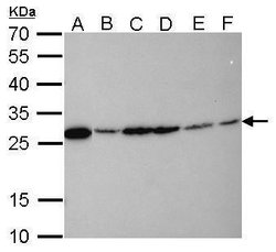 Invitrogen HMGB1 Monoclonal Antibody (GT348) 100 &mu;L; Unconjugated:Antibodies,
