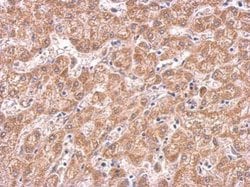Invitrogen COX4 Monoclonal Antibody (GT6310) 100 &mu;L; Unconjugated:Antibodies,