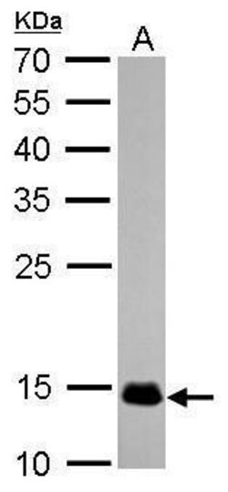 Invitrogen COX4 Monoclonal Antibody (GT6310) 100 &mu;L; Unconjugated:Antibodies,
