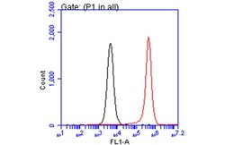 Invitrogen PEX19 Monoclonal Antibody (GT533) 100 &mu;L; Unconjugated:Antibodies,