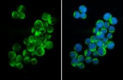 Invitrogen PEX19 Monoclonal Antibody (GT533) 100 &mu;L; Unconjugated:Antibodies,