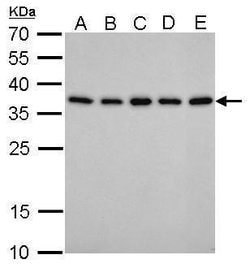 Invitrogen PEX19 Monoclonal Antibody (GT533) 100 &mu;L; Unconjugated:Antibodies,