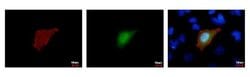 Invitrogen&trade;&nbsp;Strep Tag Monoclonal Antibody (GT517)