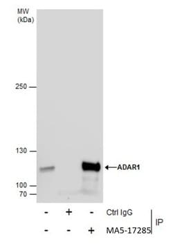Invitrogen ADAR Monoclonal Antibody (GT1066) 100 &mu;L; Unconjugated:Antibodies,