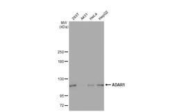 Invitrogen ADAR Monoclonal Antibody (GT1066) 100 &mu;L; Unconjugated:Antibodies,
