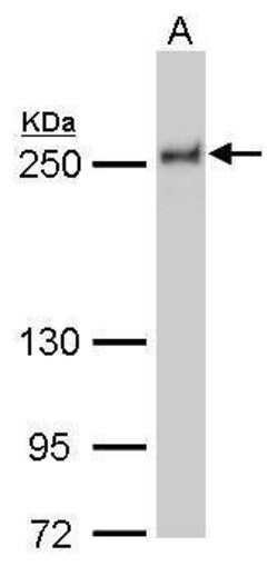 Invitrogen NuMA Monoclonal Antibody (GT1510) 100 &mu;L; Unconjugated:Antibodies,