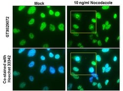 Invitrogen NuMA Monoclonal Antibody (GT1510) 100 &mu;L; Unconjugated:Antibodies,