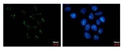Invitrogen PAF49 Monoclonal Antibody (GT635) 100 &mu;L; Unconjugated:Antibodies,