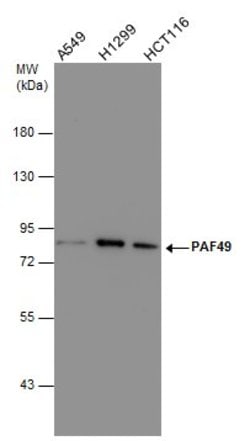 Invitrogen PAF49 Monoclonal Antibody (GT635) 100 &mu;L; Unconjugated:Antibodies,