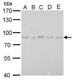 Invitrogen PAF49 Monoclonal Antibody (GT635) 100 &mu;L; Unconjugated:Antibodies,