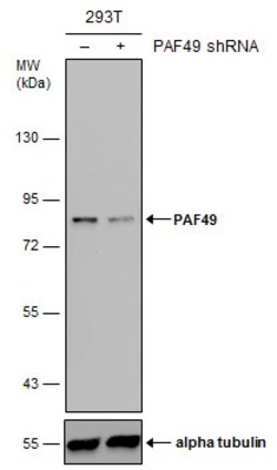 Invitrogen PAF49 Monoclonal Antibody (GT635) 100 &mu;L; Unconjugated:Antibodies,