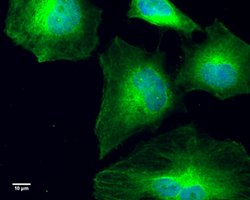 Invitrogen GCP4 Monoclonal Antibody (GT812) 100 &mu;L; Unconjugated:Antibodies,