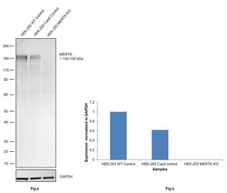 Invitrogen MERTK Monoclonal Antibody (A311F9G3) 100 &mu;L; Unconjugated:Antibodies,