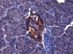 Invitrogen IGF1 Monoclonal Antibody (7973) 100 &mu;L; Unconjugated:Antibodies,